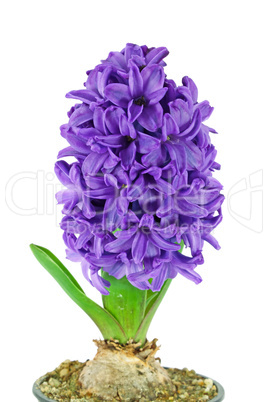 Purple hyacinth