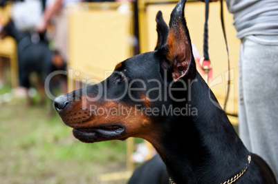 Doberman Pinscher