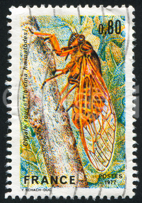 red cicada
