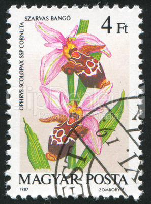 Ophrys scolopax cornuta
