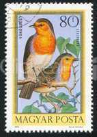 bird Robins