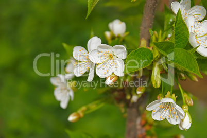 Cherry flowering