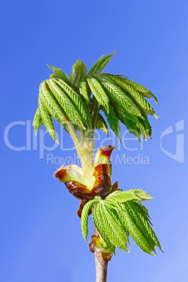 Chestnut leaves which dissolved