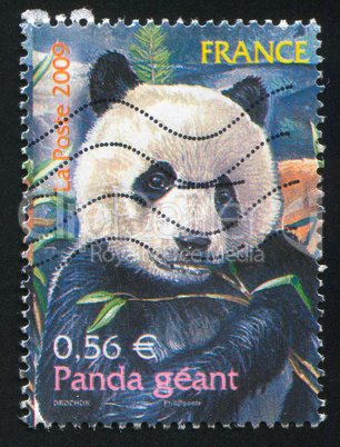 Giant Panda