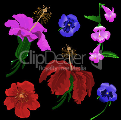 Set of Flowers bloom - hibiscus, violet, convolvulus - on black background