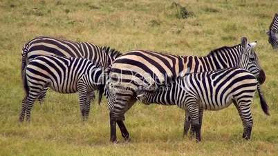 Säugende Zebras