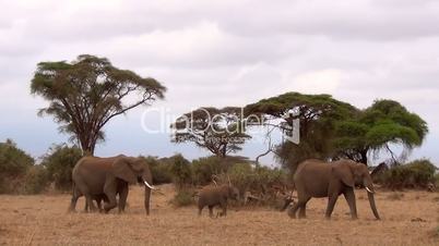 Afrikanischer Elefant (Loxodonta africana), Herde