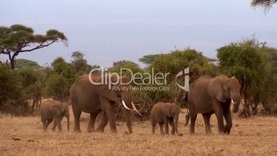 Afrikanischer Elefant (Loxodonta africana)