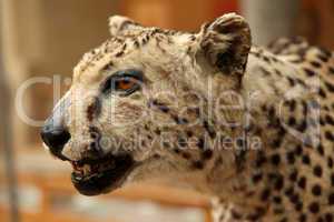 Ancient cheetah