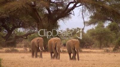 Afrikanischer Elefant (Loxodonta africana)