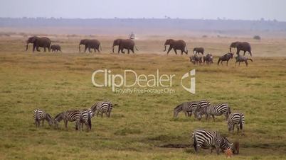 Elefanten und Zebras