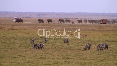 Elefantenherde und Zebras