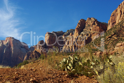 Cactus and mountains in Zion National Park, Utah