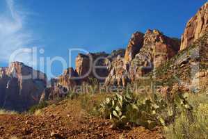 Cactus and mountains in Zion National Park, Utah