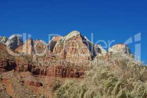 Plant and mountains, Zion National Park, Utah