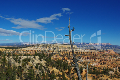 Dry tree, rock towers, forest and mountain, Bryce Canyon National Park, Utah Bryce, canyon, fels, felsturm,