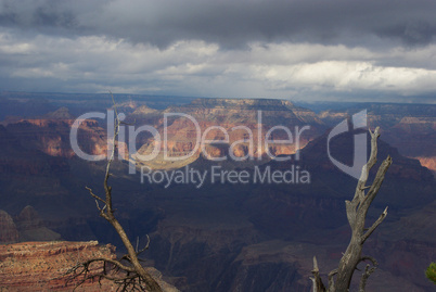 Dry tree over Grand canyon