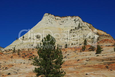 Trees, coloured mountain and deep blue sky in Zion National Park, Utah