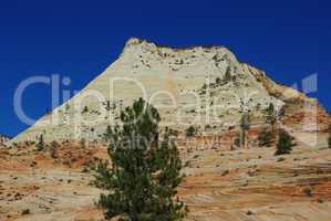 Trees, coloured mountain and deep blue sky in Zion National Park, Utah