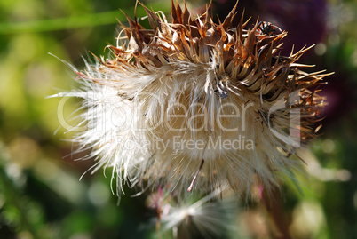 bluete einer distel