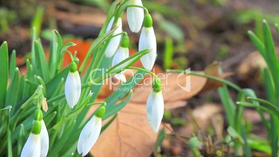 snowdrops in detail