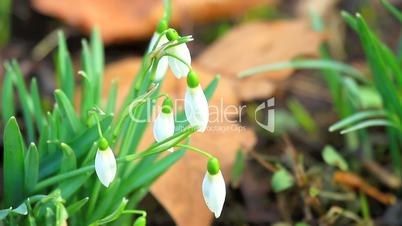 snowdrop in the wind