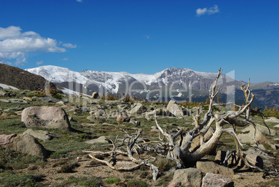 Dry tree, boulders, forest and high Rocky Mountain peaks, Colorado