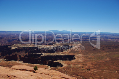 Small lonely tree above canyons and vast spaces,Canyonlands National Park, Utah