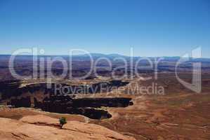 Small lonely tree above canyons and vast spaces,Canyonlands National Park, Utah