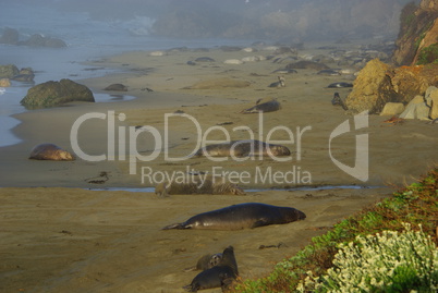 Sea Lions on rocky beach, Pacific Coast, California