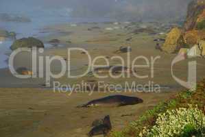 Sea Lions on rocky beach, Pacific Coast, California