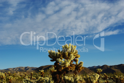 Cholla Cactus, Joshua Tree National Park, California