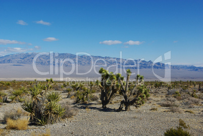 Joshua,yucca,wide spaces and high mountains, Nevada Desert
