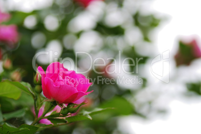 rosa rosenbluete