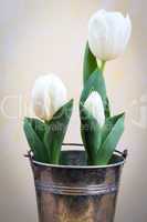 Weisse Tulpen - Tulipa - Tulips