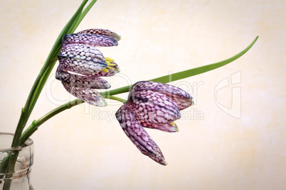 Schachblume - Fritillaria Meleagris - Guinea-hen Flower