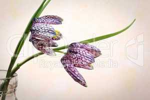 Schachblume - Fritillaria Meleagris - Guinea-hen Flower