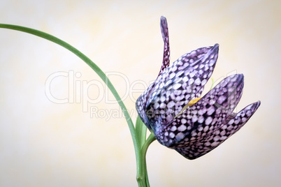 Schachblume - Fritillaria Meleagris - Leper Lily