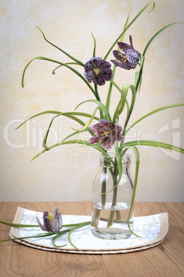 Schachblume - Fritillaria Meleagris - Lazarus bell