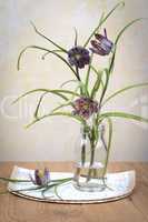 Schachblume - Fritillaria Meleagris - Lazarus bell