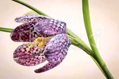 Schachblume - Fritillaria Meleagris - Chess Flower