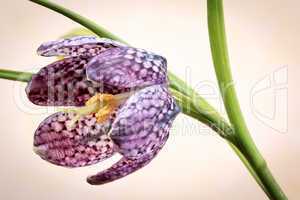 Schachblume - Fritillaria Meleagris - Chess Flower