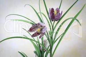 Schachblume - Fritillaria Meleagris - Checkered Lily