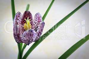 Schachblume - Fritillaria Meleagris - Checkered Daffodil