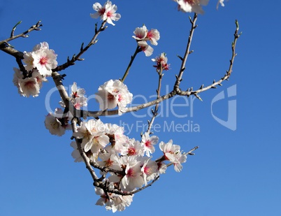 cherry blossoms in spring