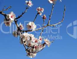 cherry blossoms in spring