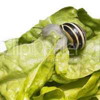 striped Grove snail and lettuce leaves