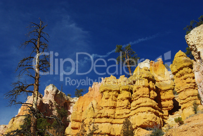 Towering rocks and trees, Bryce Canyon National Park, Utah