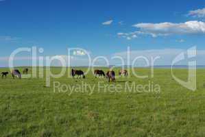 Wild horses and wide open plains near Laramie, Wyoming