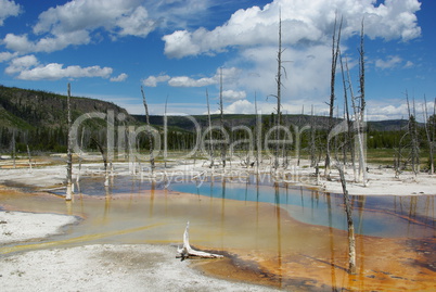 Dry trees in thermal waters,Yellowstone National Park
